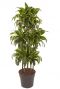 Dracaena dorado kamerplant 1