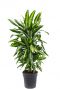 Dracaena drakenbloedboom cintho