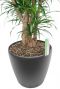 Dracaena Anita