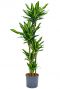 Dracaena fragrans cintho 2