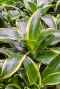 Dracaena fragrans dorado 3