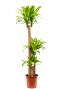 Dracaena fragrans massangeana