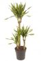 Dracaena fragrans riki 1 1