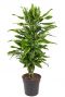 Dracaena gold coast plant 2