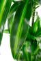 Dracaena hawaiian sunshine blad