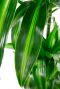 Dracaena hawaiian sunshine blad 6