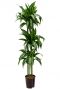 Dracaena hawaiian sunshine hydro