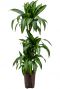 Dracaena hawaiian sunshine hydrocultuur