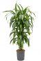 Dracaena hawaiian sunshine hydroplant