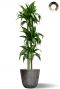 Dracaena hawaiian sunshine in sierpot