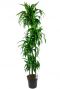 Dracaena hawaiian sunshine plante d interieur