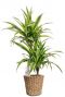 Planten in gevlochten mand