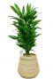 Dracaena in mand