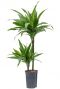 Dracaena janet craig hydro kamerplant