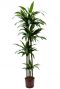 Dracaena janet craig hydrocultuur