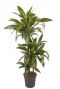 Dracaena janet craig kamerplant 2