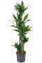 Dracaena janet lind hydrocultuur 1