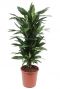 Dracaena janet lind kamerplant 1 4