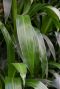 Dracaena janet lind kamerplant 2