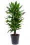 Dracaena janet lind plante d interieur