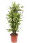 Dracaena lemon lime 1 1