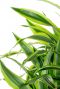 Dracaena lemon lime bladeren 1