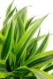 Dracaena lemon lime leaves