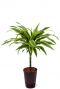 Dracaena lemon lime hydro