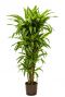Dracaena lemon lime hydrocultuur 1