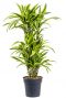 Dracaena lemon lime kamerplant 1 1