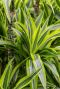 Dracaena lemon lime kamerplant 4