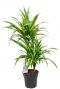 Dracaena Lemon Lime