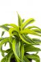 Dracaena lemon surprise kamerplant