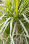 Dracaena marginata 1