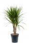 Dracaena marginata 4