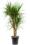 Dracaena marginata 6