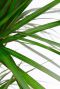 Dracaena marginata blad 4