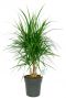 Dracaena marginata kamerplant 4