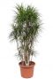 Dracaena marginata plant