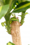 Dracaena massangeana - drakenbloedboom - kamerplant 3 1