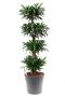 Grote groene kamerplant drakenbloedboom