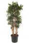 Dracaena reflexa kamerplant 1 3