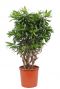 Dracaena reflexa song of jamaica 1