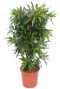 Dracaena reflexa song of jamaica p30