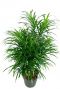 Dracaena relfexa anita plant