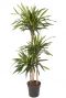 Dracaena riki kamerplant 1