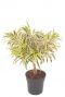 Dracaena reflexa Song of India