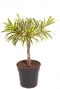 Dracaena song of india 5