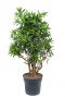 Dracaena song of jamaica plant