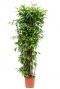 Dracaena surculosa
